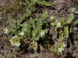 Horkelia marinensis Pt Reyes Horkelia