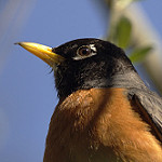American Robin