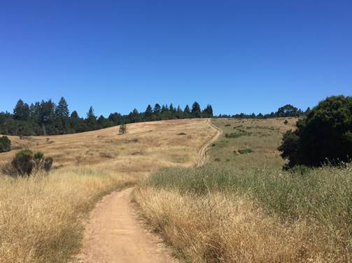 Long meadow italian thistle