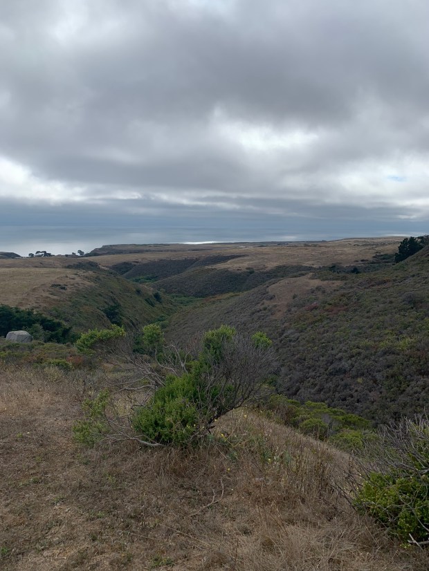 A view to the sea overlooking habitats at Cotoni Coast Dairies