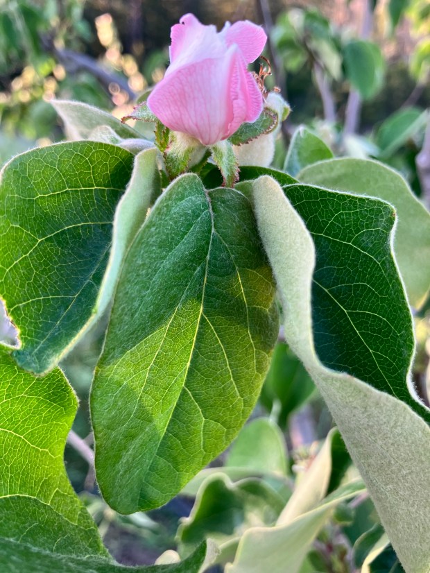 A large pink bud of a quince flower
