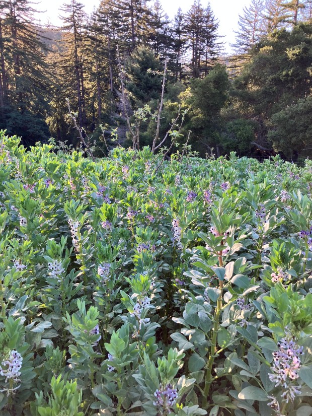 bell bean cover crop in flower